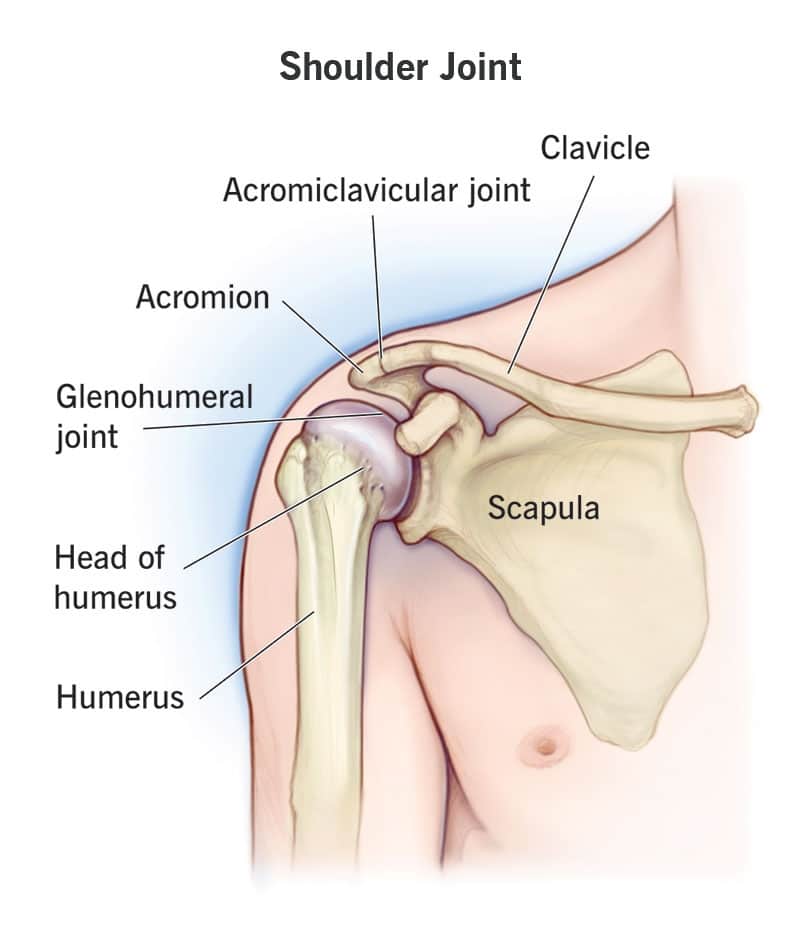 Shoulder Injuries - Shoulder Joint