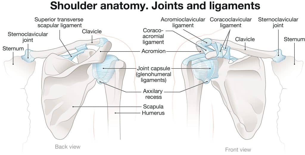 Shoulder Injuries - Shoulder Anatomy
