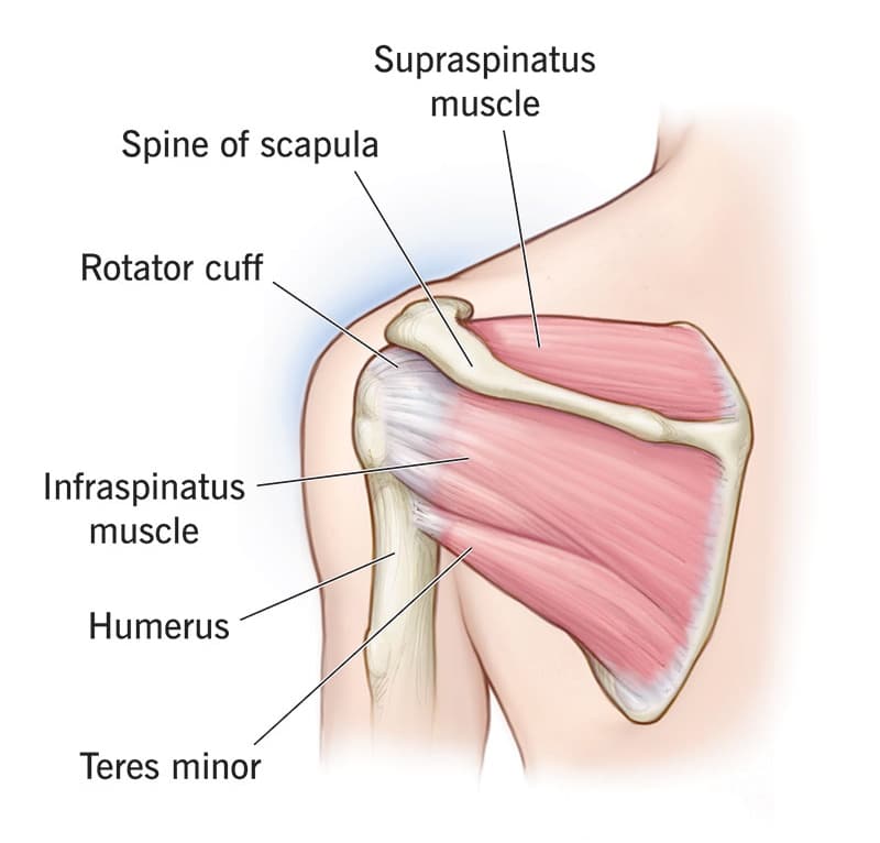 Shoulder Injuries - Muscles & Tendons